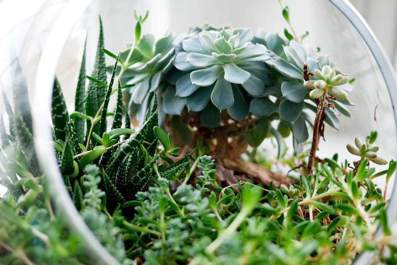 A clear glass terrarium packed with all sorts of green plants. There a…